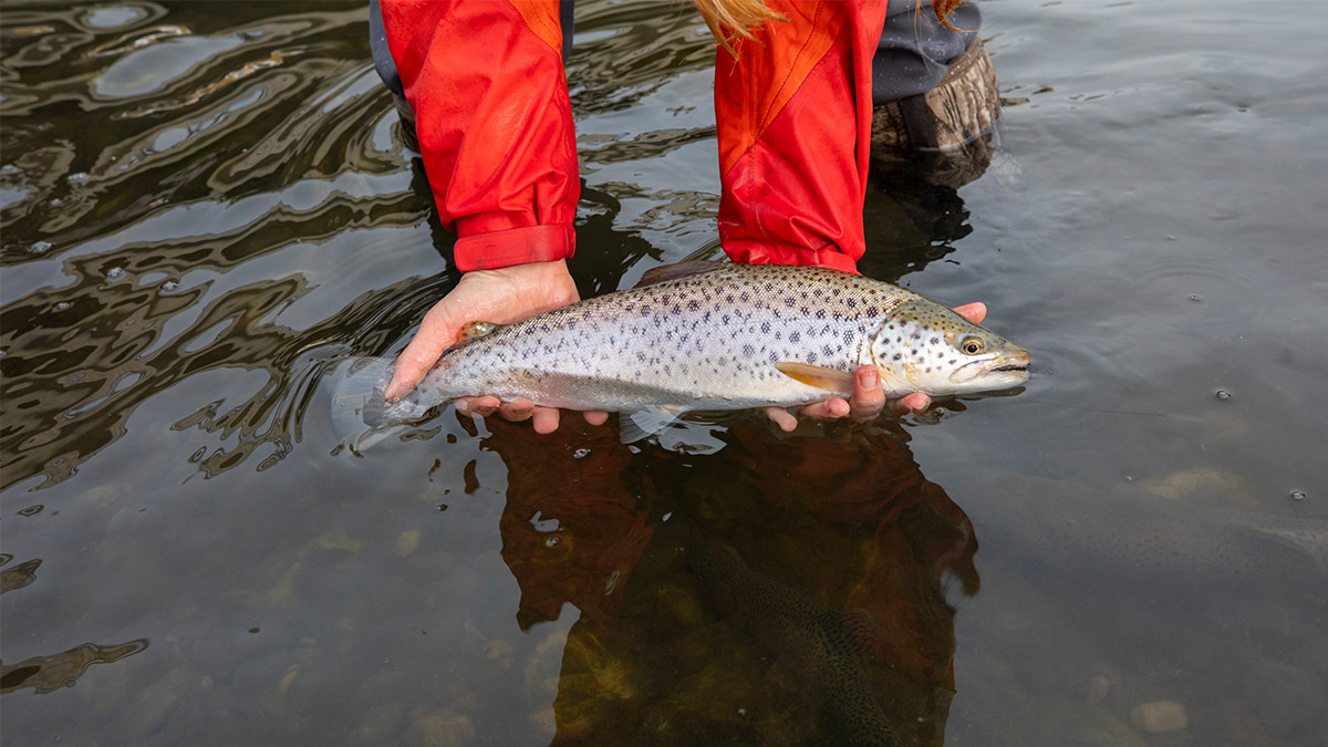 tc-supporting-trout-unlimited-can-1200x675.jpg