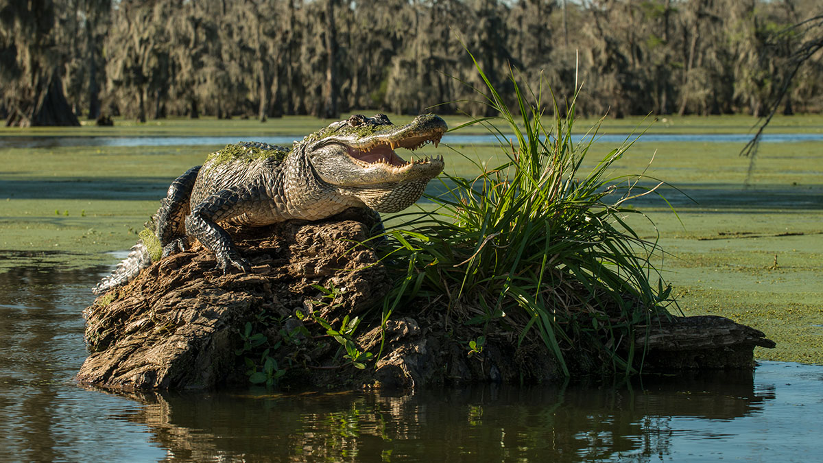 An alligator on a rock