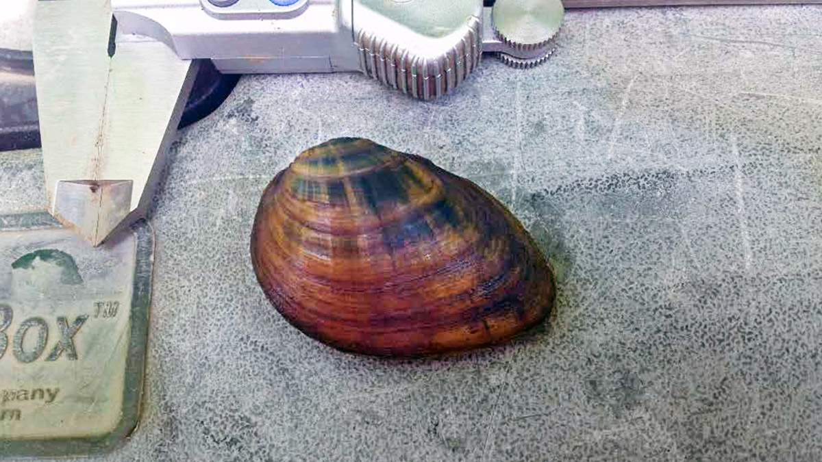 Conservation of an endangered mollusk