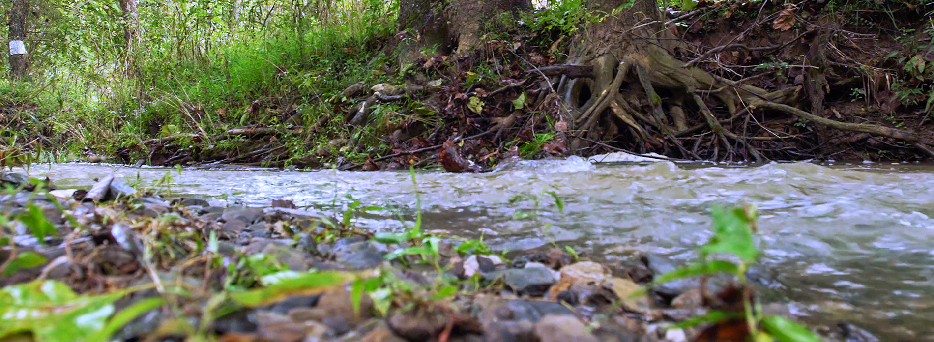  No creature too small to warrant environmental protection