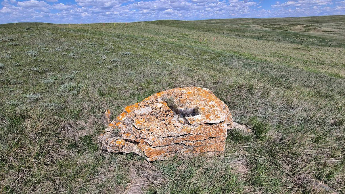 Buffalo rub stone discovered by First Nations along Keystone XL pipeline right of way in Alberta.
