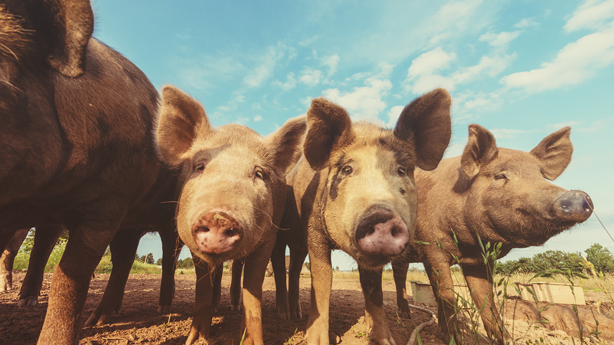 Moving energy from hog waste in Missouri=