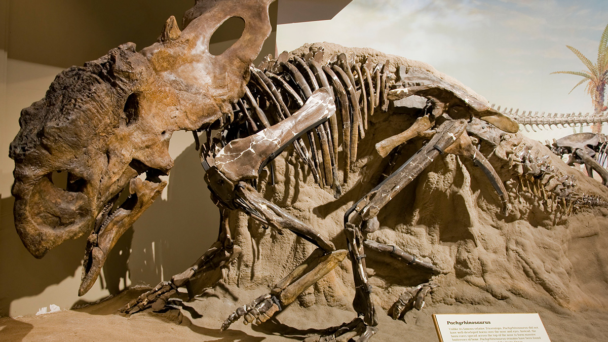 prehistoric fossils