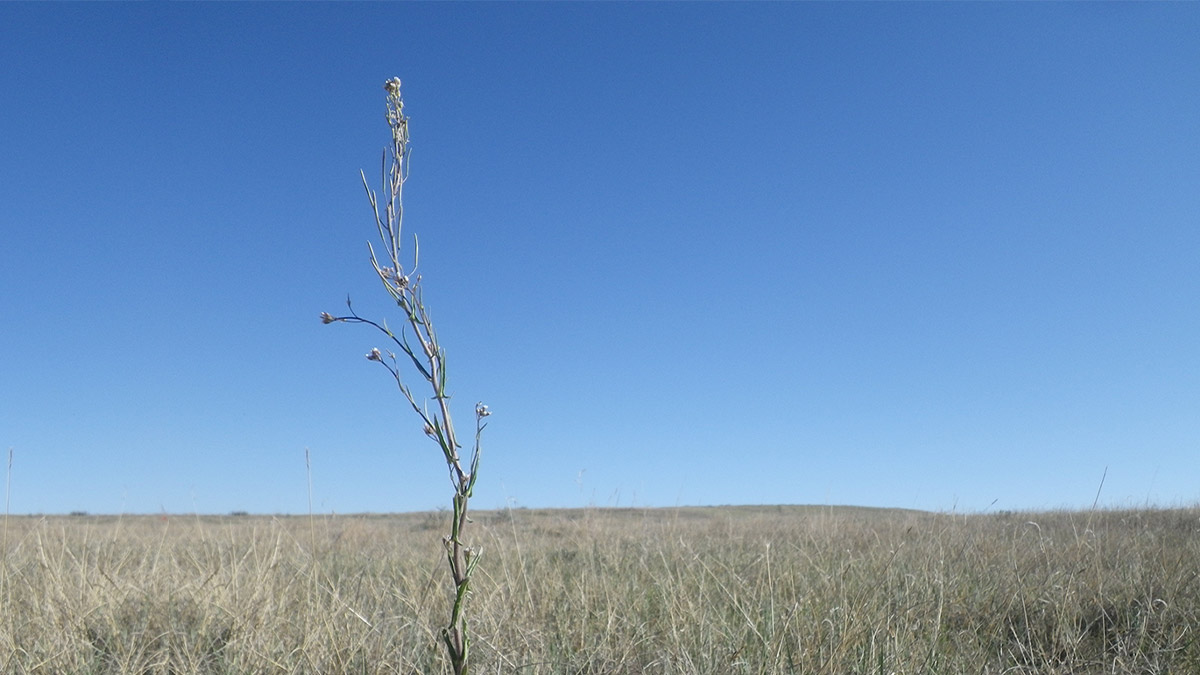 Slender mouse-ear cress