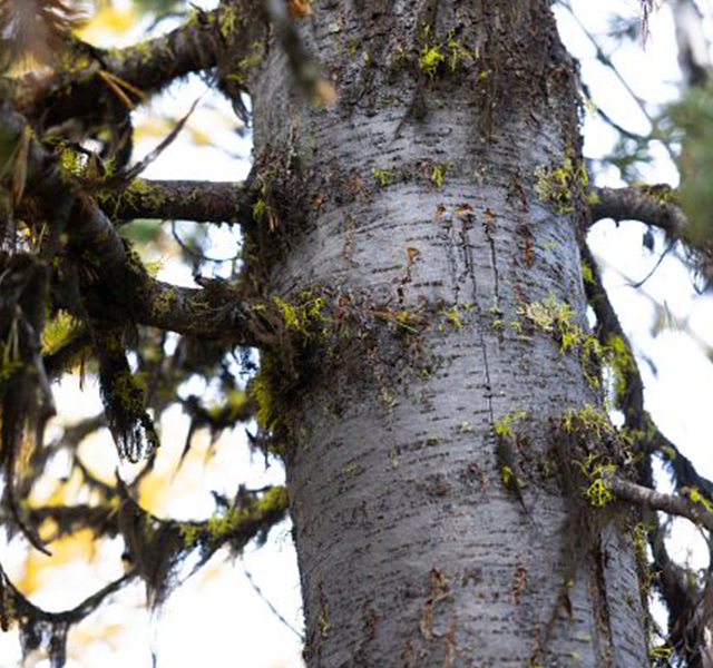 TC Energy project boosts Whitebark Pine conservation and recovery efforts with Ktunaxa-owned Nupqu