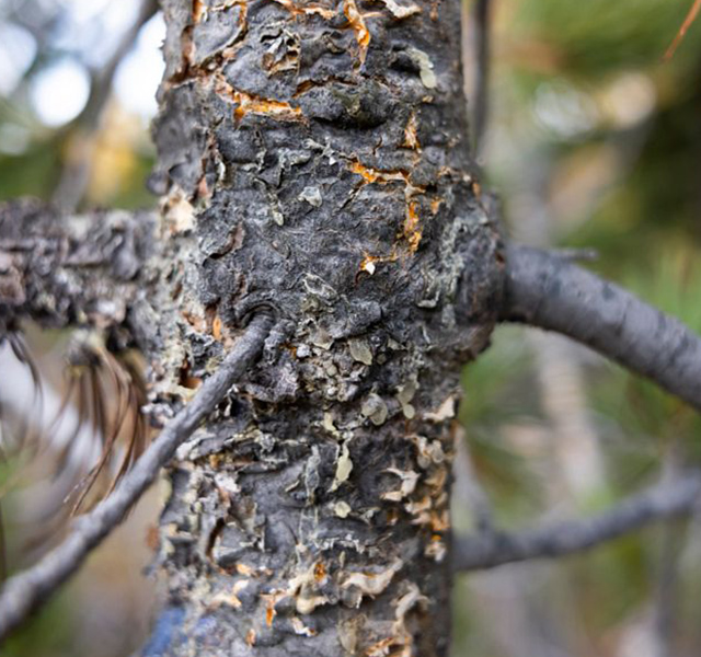 TC Energy project boosts Whitebark Pine conservation and recovery efforts with Ktunaxa-owned Nupqu