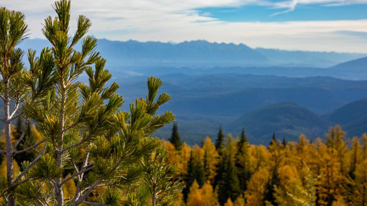 TC Energy project boosts Whitebark Pine conservation and recovery efforts with Ktunaxa-owned Nupqu