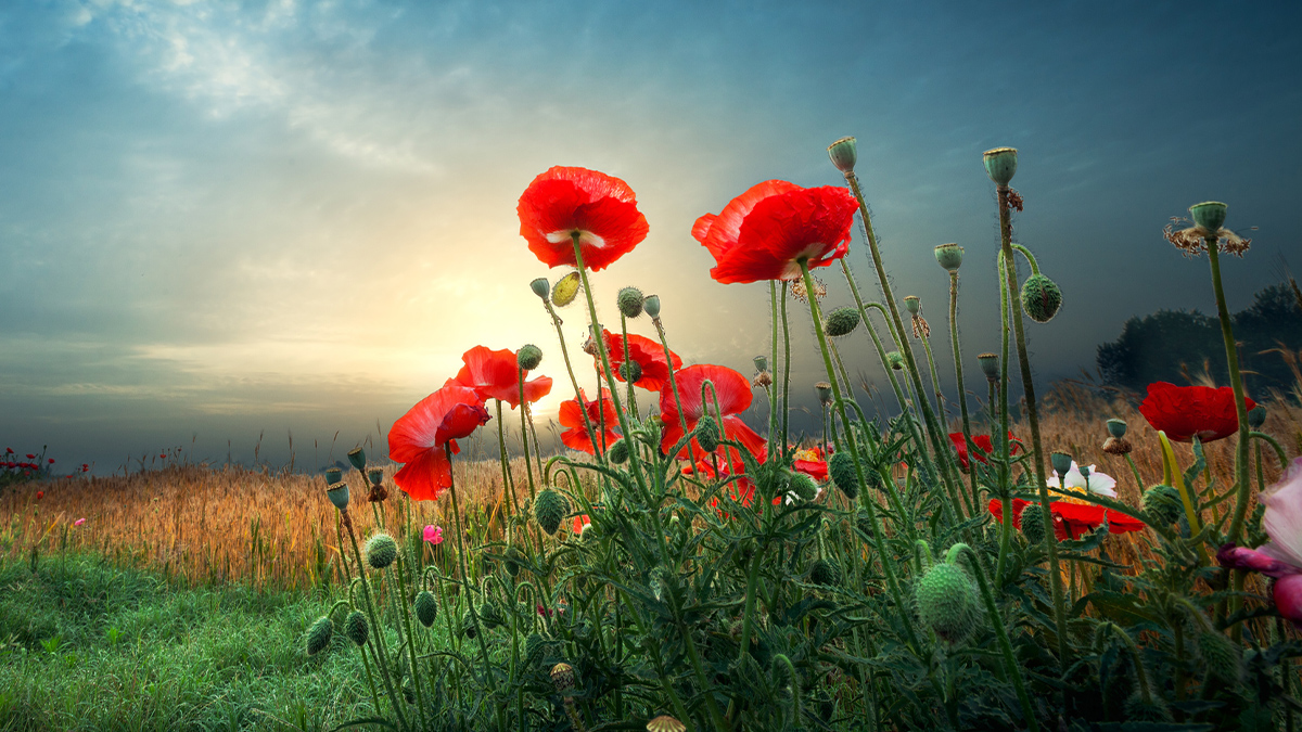 Recognizing and remembering those who serve and sacrifice