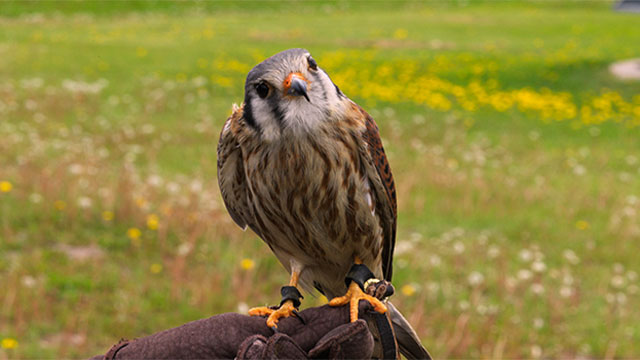 Biodiversity Biodiversity